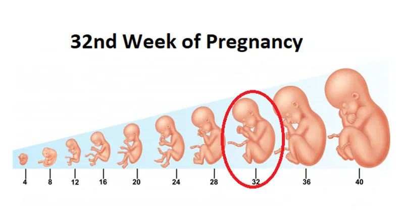 Mang thai 32 tuần là mấy tháng